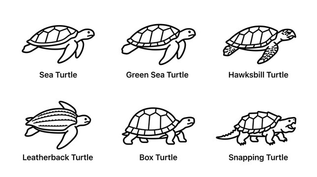 Minimalist Turtle Species Line Art Icon Set