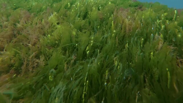 Camera moves along breakwater covered with thick, vibrant carpet of mixed green, brown and red seaweed with sun rays piercing water, sun glare reflecting in air bubbles inside sea lettuce algae.