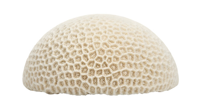 White hemispherical dome coral and porites stony skeleton isolated on a black background