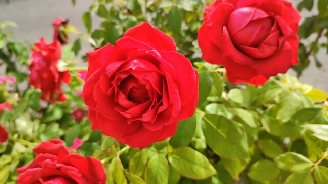 Close-up of a red rose on a rosebush gently swaying in the wind with slow handheld camera movement