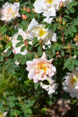 Fototapeta premium Soft pink and white double flowers of a burnet rose shrub bloom beautifully alongside fresh flower buds in the summer sun - latin name - Rosa Claus Groth