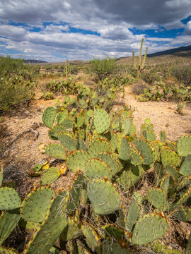 The Rincon Mountain District of Saguaro National Park outside Tucson in southwestern Arizona USA