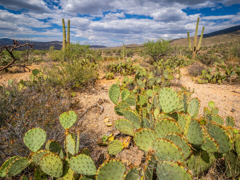 The Rincon Mountain District of Saguaro National Park outside Tucson in southwestern Arizona USA