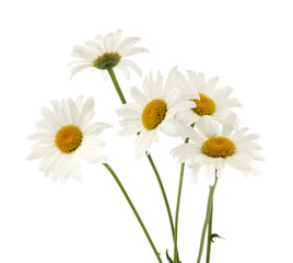 Obraz premium Bouquet of white daisy flowers isolated on a white background.