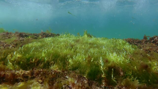 Bright carpet green tubular gut weed Ulva flexuosa filled with air bubbles swaying under stormy waves in shallow surf zone under radiant sunbeams with Aurelia jellyfish float near surface