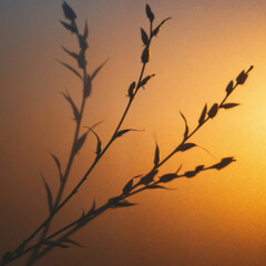 Fototapeta premium Plant shadow on a frosted glass surface. Abstract botanical silhouette at golden hour.