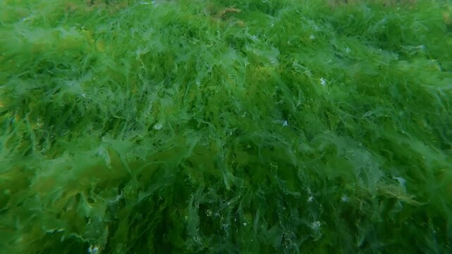 Camera slowly moves over dense carpet of bright green gut weed Ulva intestinalis approaching brown Cladophora seaweed sways on shallow sea bottom under natural sun glare and sunshine