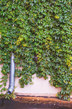 Green ivy covers rustic facade and creates natural texture