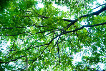 Fototapeta premium green leaves and sky