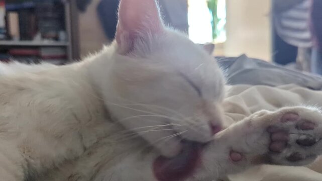  Up of Domestic Cat Grooming Its Paw