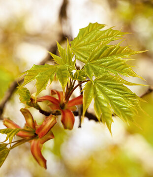 Sunlit maple branch with vibrant green leaves and winged seeds against a blurred natural background. Spring foliage, fresh growth and seasonal nature theme. Selective focus.