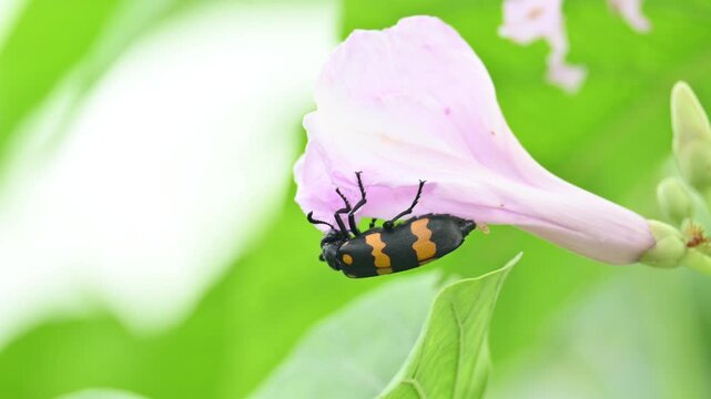 Hycleus polymorphus eating Ipomoea carnea flower. It &nbsp;is a species of&nbsp;Blister Beetles&nbsp;belonging to the family&nbsp;Meloidae&nbsp;subfamily&nbsp;Meloinae. They eat all types of flowers.