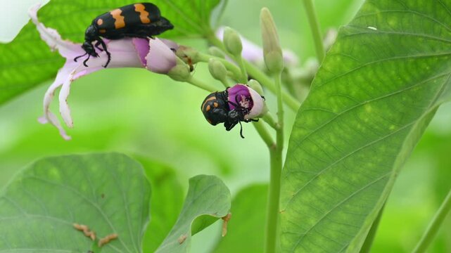 Hycleus polymorphus eating Ipomoea carnea flower. It &nbsp;is a species of&nbsp;Blister Beetles&nbsp;belonging to the family&nbsp;Meloidae&nbsp;subfamily&nbsp;Meloinae. They eat all types of flowers.
