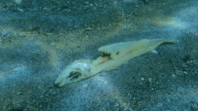 Dead Black Sea whiting skeleton decaying on sandy seafloor covered with whitish biofilm and marine microorganisms colony, representing natural benthic ecosystem organic matter cycle, close-up