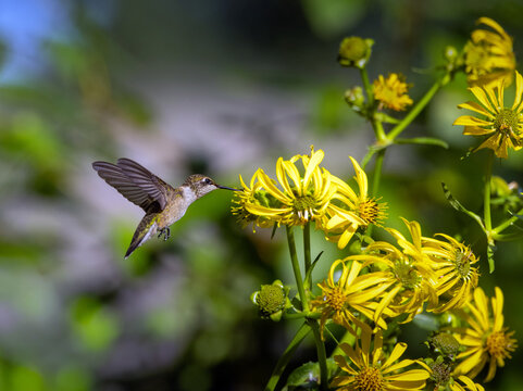 Ruby-throated hummingbird hovering and nectaring on yellow cup plant (silphium perfoliatum) flowers.