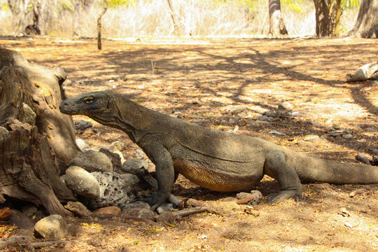 Close-up of a Komodo Dragon in its Natural Habitat on Komodo Island, Indonesia