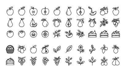 Fototapeta premium Orchard Fruit Monoline Outline Icon Collection with Apple Pear Quince and Persimmon Vector Illustration
