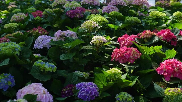 Camera panning over vibrant colorful hydrangea flowers blooming in garden. Beautiful tropical floral, nature landscape, botanical garden, and spring summer video footage.