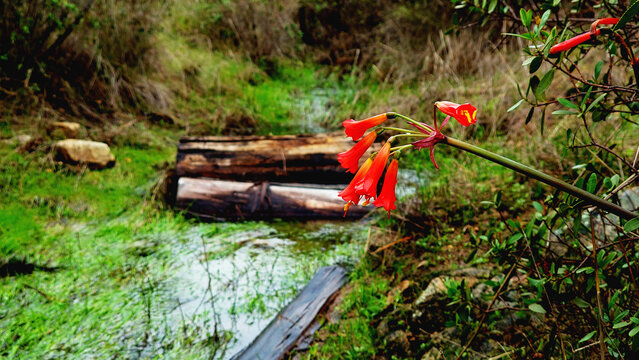 native and endemic chilean flower (A&ntilde;a&ntilde;uca de Fuego or Rhodophiala phycelloides). Red Wildflower Blooming Beside a Small Stream or creek in Native Chilean Habitat in Central Chile