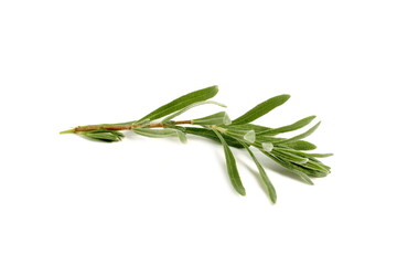 Fototapeta premium There is a sprig of rosemary on a white background.