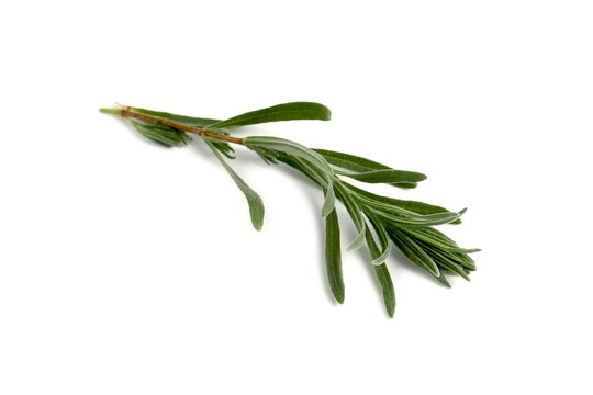 There is a sprig of rosemary on a white background.