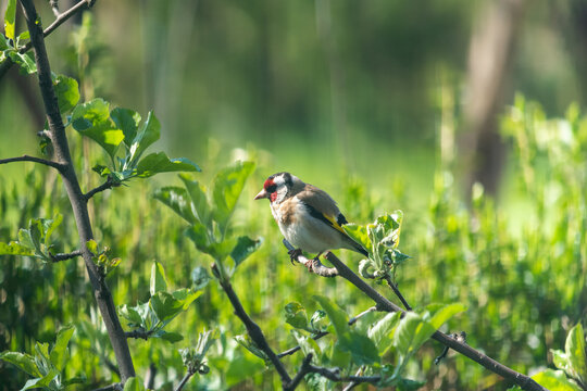 European Goldfinch on Apple Tree with Green Background and Copy Space