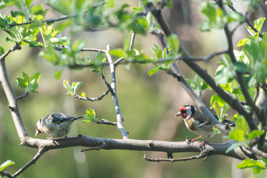 Pair of European Goldfinches Perched on Apple Tree Branch