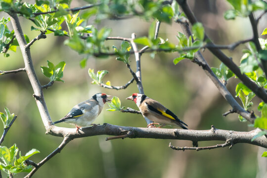 Two European Goldfinches Facing Each Other on Apple Tree Branch
