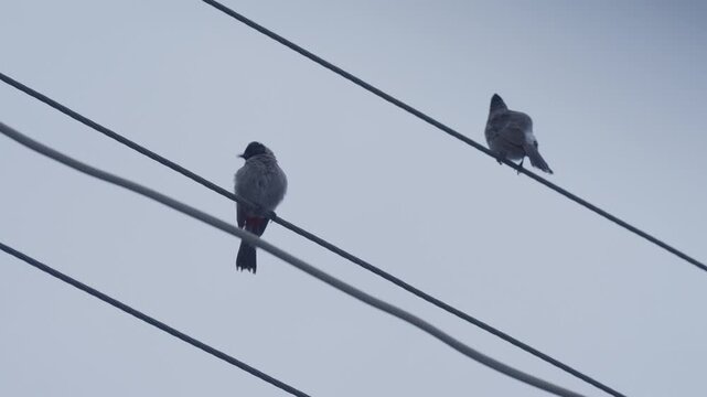 Close up video of a red vented bulbul bird preening its feathers while perching on an electrical wire cable