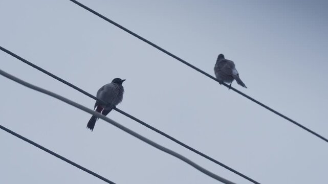 Two red vented bulbul birds perched on electrical overhead power line cables against an overcast sky looking around