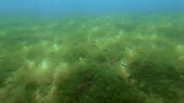 Camera moving forward: School of Atherina, sand smelt fish swimming over submersed Cladophora algae carpet on seabed and under vibrant sunbeams in bright sunshine glare against vivid turquoise water