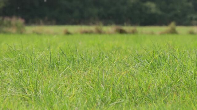 Fresh green grass in the field. Meadow or park with a forest in the background.