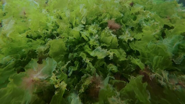 Close-up, camera moves backward along benthic macroalgae carpet with vivid green Ulva sea lettuce sheets, red Ceramium, and brown filamentous weed sways under glowing sunshine and soft light flare