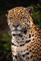 Obraz premium Jaguar - Panthera onca, beautiful large cat from South American forests, Pantanal, Brazil.