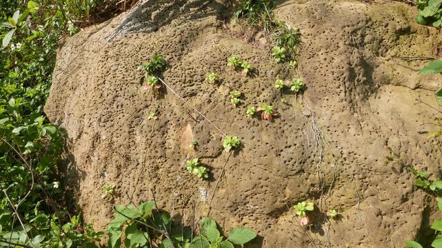Eroded sandstone close-up shot with small leaves cling on. Stone surface looks smooth. Stone surrounded by grass, bushes and leaves. Windy and sunny weather. Yehliu Geopark.
