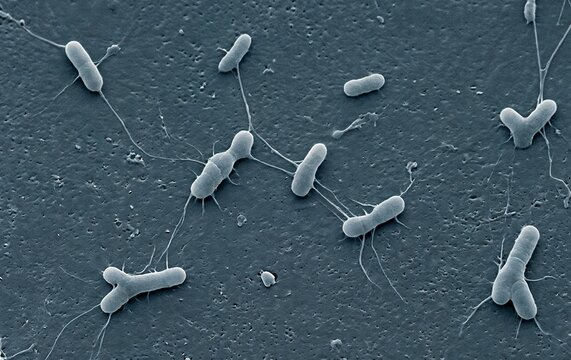 Scanning Electron Micrograph Style 3D Rendering of Y-Shaped Bifidobacterium and Rod Bacteria with Flagella