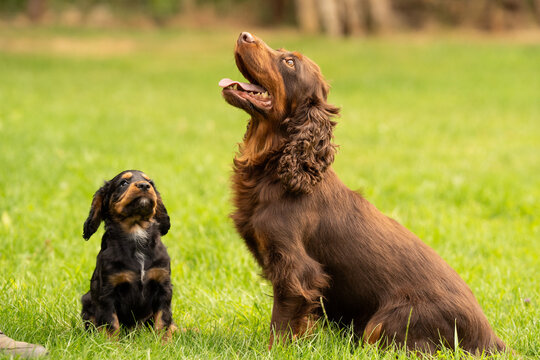 Working Cocker Spaniel puppies