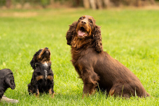 Working Cocker Spaniel puppies