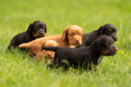 Working Cocker Spaniel puppies