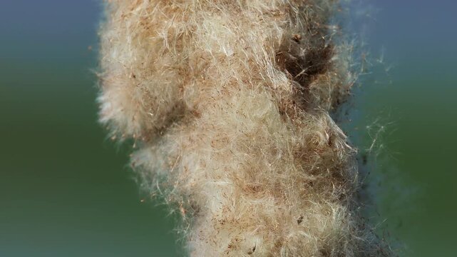 Flowering cattail, a wetland plant growing in its natural aquatic habitat. Textured seed head sways gently in the wind, representing freshwater ecosystems, biodiversity, nature and seasonal growth.