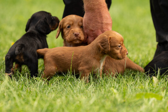 Working Cocker Spaniel puppies