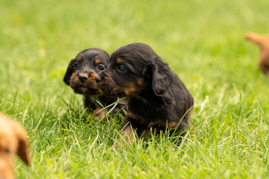 Cocker Spaniel litter