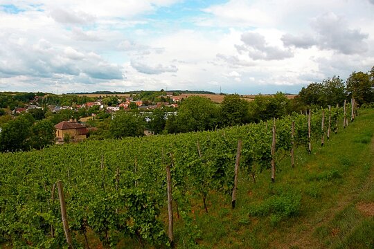 Benatky nad Jizerou, Central Bohemian Region, Czech Republic: Vineyard overlooking rural landscape and town under dramatic summer clouds.