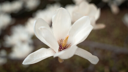 white magnolia flower close up © Taka