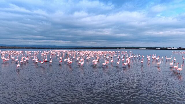 Dense flock of flamingos in shallow water with open wings. Distant hills border horizon beneath thick blue clouds while small ripples move through bay.