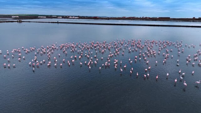 Large colony of pink flamingos wading in shallow salt marsh. Distant earthen dikes outline rectangular basins beneath overcast clouds during daylight.
