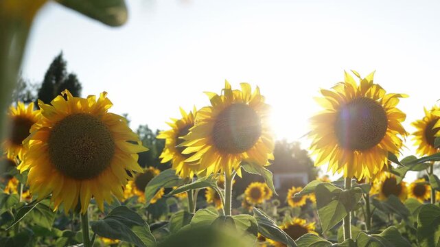 Golden sunflowers bathed in warm sunlight during a beautiful summer day