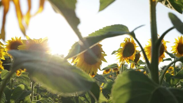 Golden sunflowers sway gently in the warm summer sun during golden hour