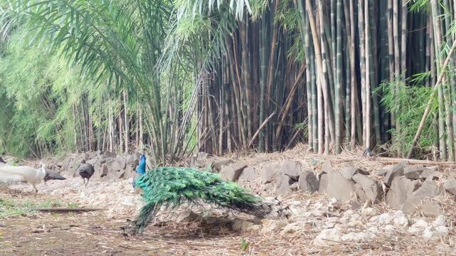 blue peacock lower its feathers after dancing in its natural habitat, indian peafowl walking to its group after dancing, back portrait peacock closing its feather