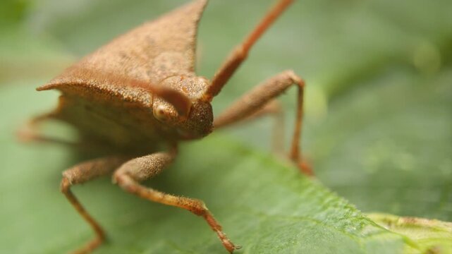 macro view of a young dock bug (coreus marginatus) 
